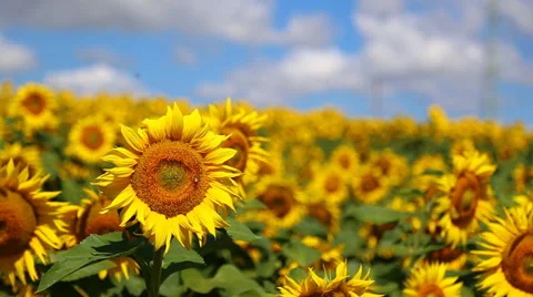 Sunflower in summer 動画素材 39827339