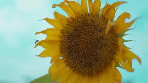 Sunflower in Summer Stock Footage 172118725