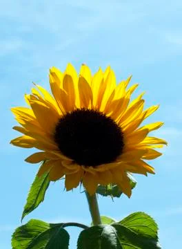 Sunflower in summer Stock Photos