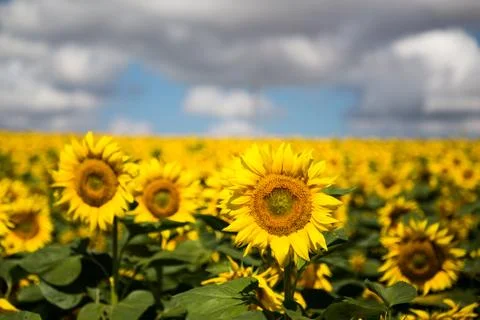 Sunflower in summer Stock-Fotos