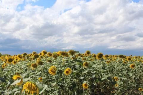 Sunflower summer Stock Photos