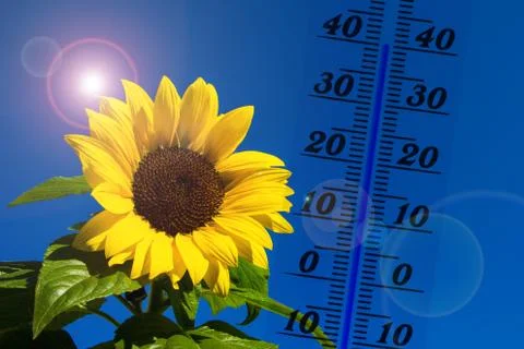 Sunflower in summer Stock-Fotos