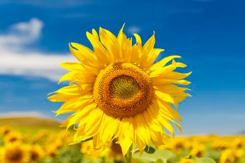 Sunflower in summer Stock Photos