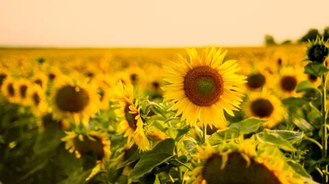 Sunflower in summer at sunset Stock Photos
