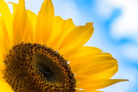 A sunflower in the summer in thuringia Stock Photos