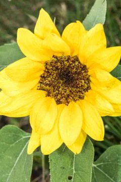 Sunflower in summer time Stock Photos