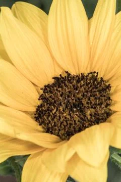 Sunflower in summer time Stock Photos