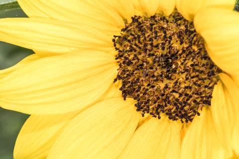 Sunflower in summer time Stock Photos
