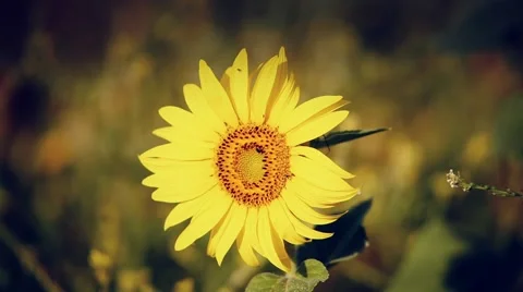 Sunflower in summer. Tuscany is beautiful Stock Footage 59643904