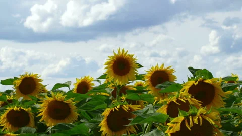 Sunflower in the summer in the village. Stock Footage 92661007