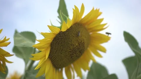 Sunflower in summer windy day. bees pollinate a flower Stock Footage 134616779
