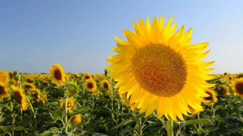 A sunflower in the sun Stock Footage 11420284
