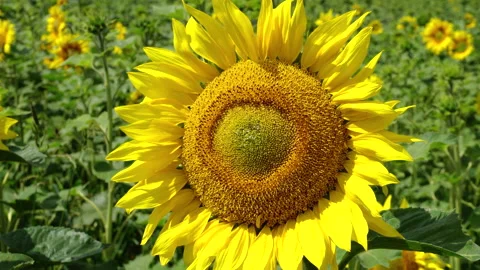 A sunflower in the sun Stock Footage 133604870