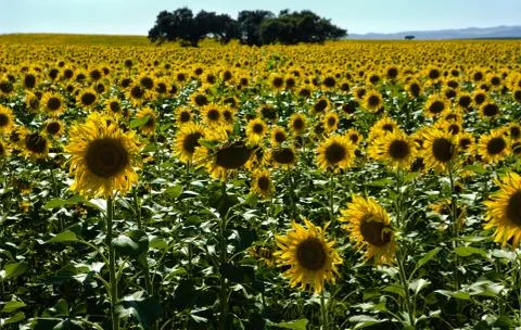 Sunflower into the sun Stock Photos