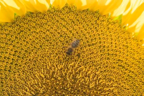 Sunflower in the sun Stock Photos