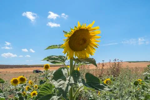 Sunflower in the sun Stock Photos