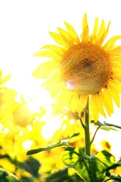 Sunflower in the sun Stock Photos