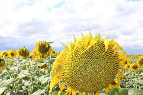 Sunflower sun Stock Photos