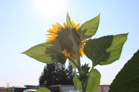 Sunflower in the sun Stock Photos