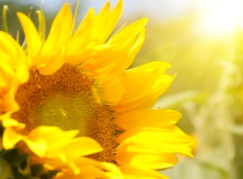 Sunflower with sun Stock Photos