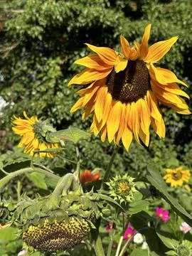 Sunflower in the sun Stock Photos