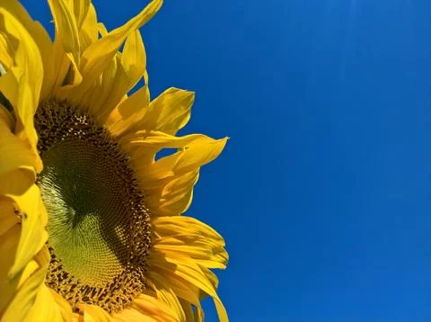 Sunflower Sunbathe Foto stock