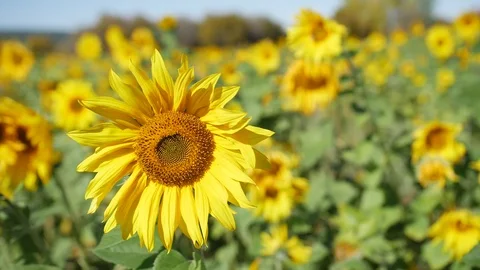 Sunflower on a sunflower field Stock-Footage 116974329
