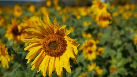 Sunflower on a sunflower field Stock-Footage 117012167