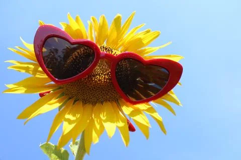 Sunflower with sunglasses Foto stock