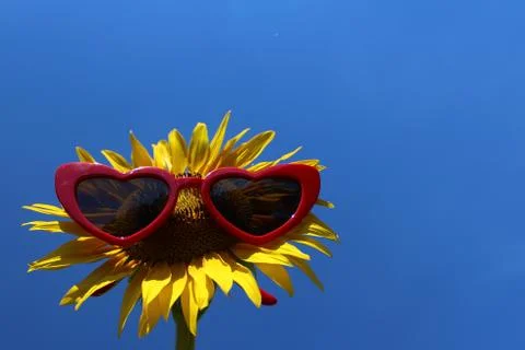 Sunflower with sunglasses Stock Photos