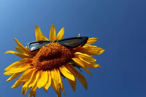 Sunflower with sunglasses Stock Photos