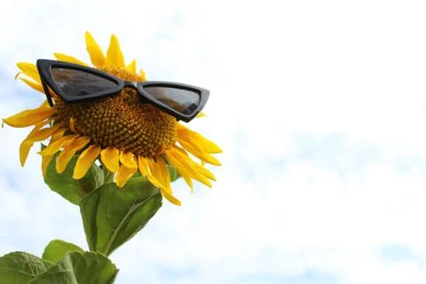 Sunflower with sunglasses Stock Photos