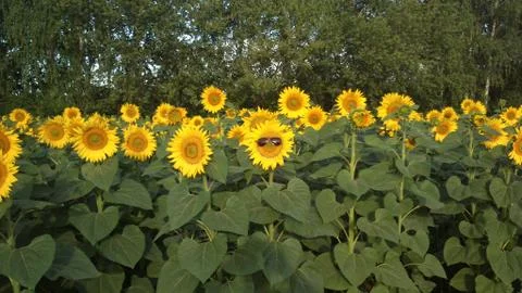 Sunflower Sunglasses Stock Photos