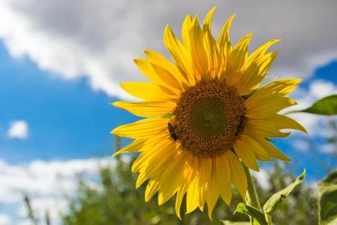 Sunflower in the sunlight Stock-Fotos