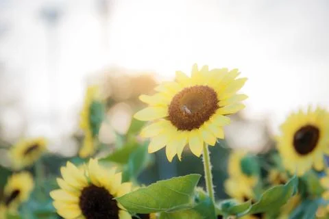 Sunflower with sunlight. Stock Photos
