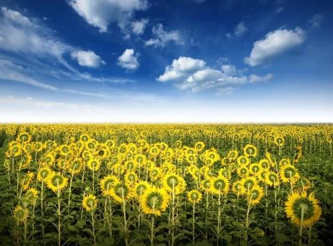 Sunflower in the sunlight time Stock Photos