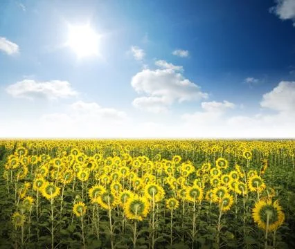 Sunflower in the sunlight time Stock Photos