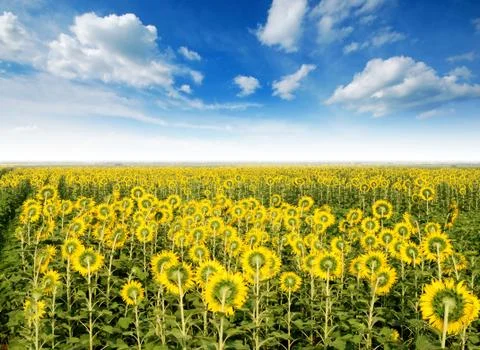 Sunflower in the sunlight time Foto stock