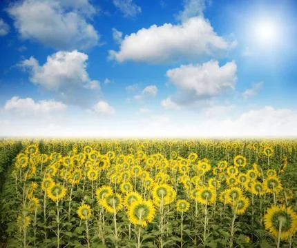 Sunflower in the sunlight time Stock Photos