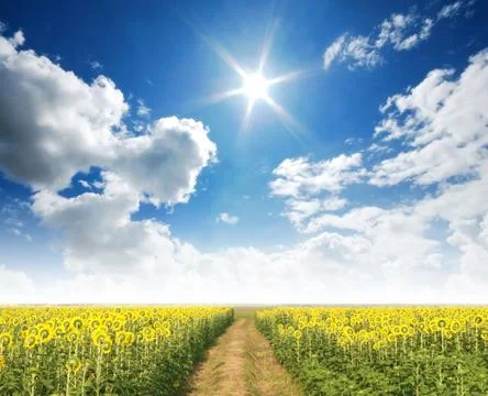 Sunflower in the sunlight time Stock Photos