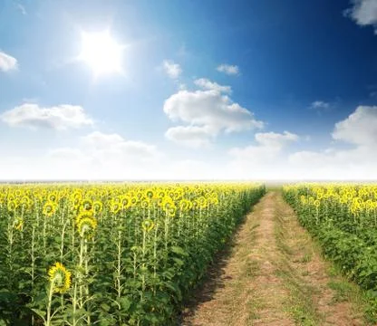 Sunflower in the sunlight time Stock Photos