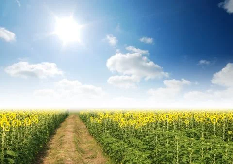 Sunflower in the sunlight time Stock Photos