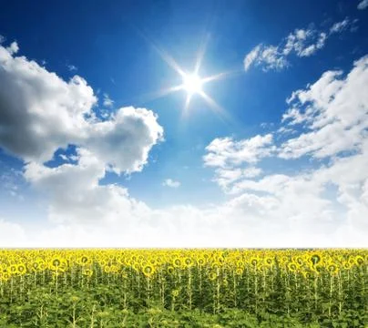 Sunflower in the sunlight time Stock Photos
