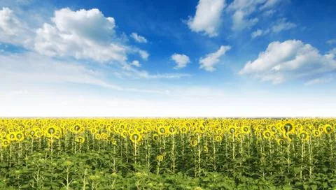 Sunflower in the sunlight time Foto stock