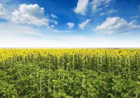 Sunflower in the sunlight time Stock Photos