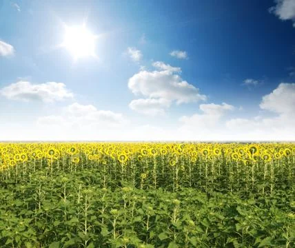 Sunflower in the sunlight time Stock Photos