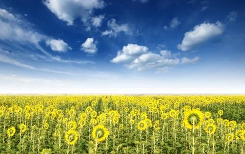 Sunflower in the sunlight time Stock Photos