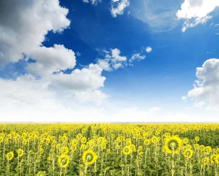 Sunflower in the sunlight time Stock Photos
