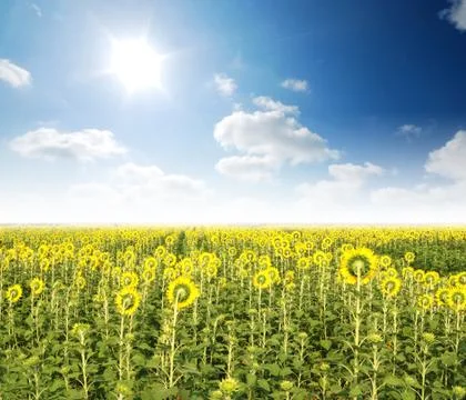 Sunflower in the sunlight time Stock Photos