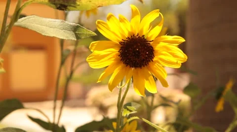 Sunflower on a sunny day Stock Footage